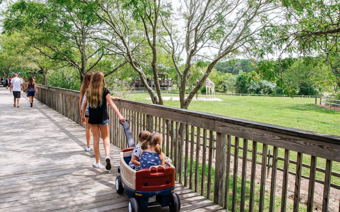 Known for its scenic paths, intimate animal encounters, and children’s camps and carousel, the Cape May Zoo is a wonderful way to spend the morning – just a short drive up the parkway!