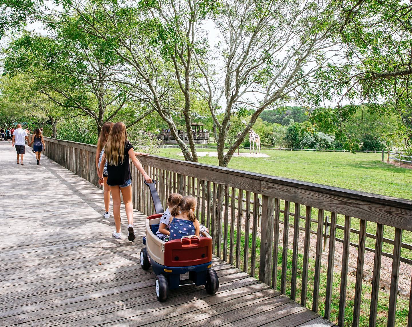 Known for its scenic paths intimate animal encounters and childrens camps and carousel the Cape May Zoo is a wonderful way to spend the morning just a short drive up the parkway