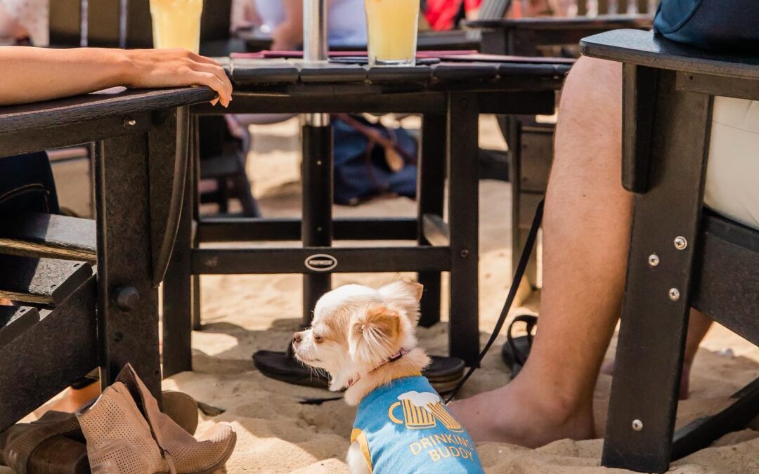 Bring your best furry friend for a weekend in Cape May and enjoy dinner at one of the many dog-friendly restaurants within walking distance of The Ashley Rose. @rustynailcapemay