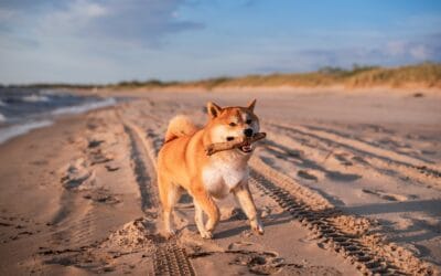 Yes, you can bring the pup.  The Ashley Rose is pet-friendly, because your whole family deserves a beach getaway.