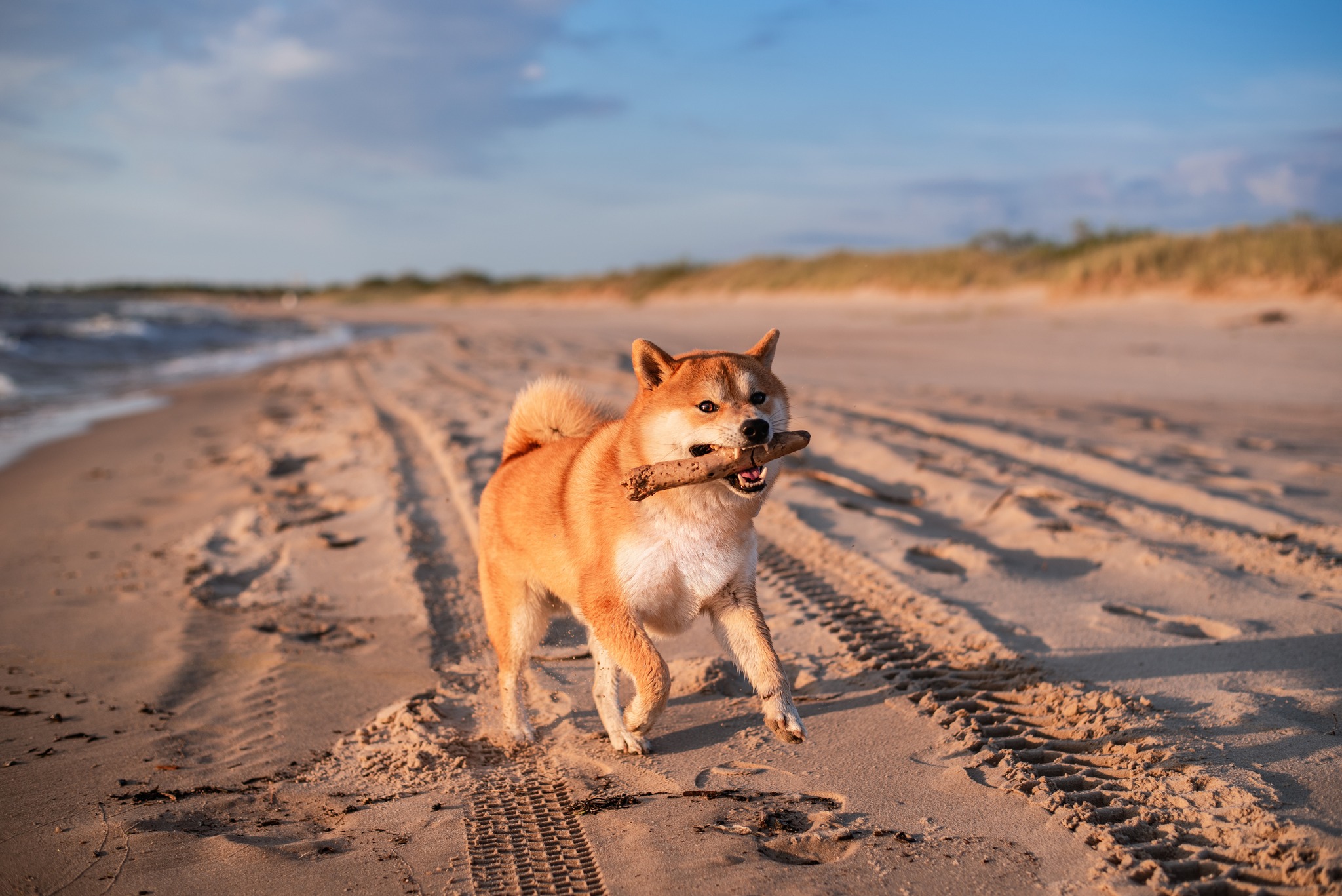 | Ashley Rose Yes, you can bring the pup.The Ashley Rose is pet-friendly, because your whole family deserves a beach getaway.